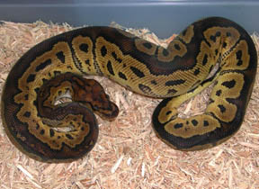 Clown Ball Python