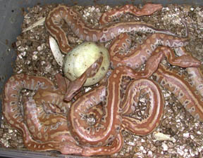 Blood Pythons