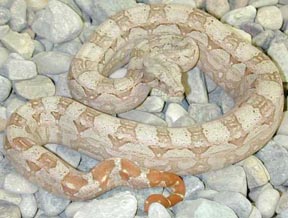 Argentine Boas