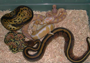 Available Ball Pythons