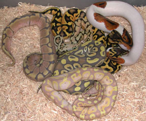 Ball Pythons