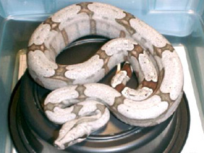 Bolivian Boa