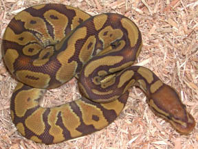 Carmel Ball Python