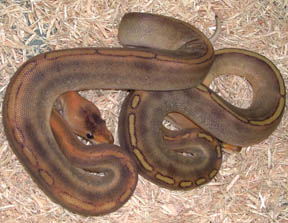 Champagne Ball Python