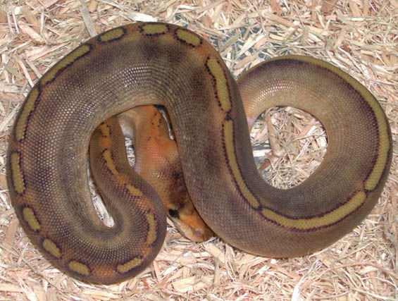 Champagne Ball Python