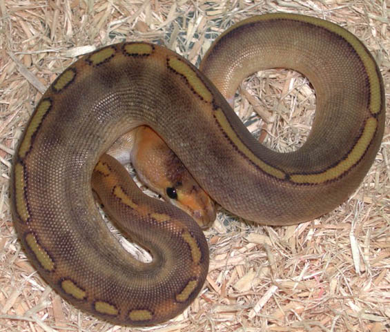 Champagne Ball Python