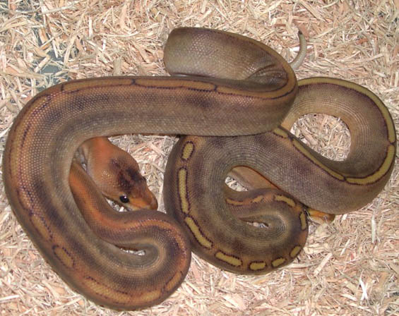 Champagne Ball Python