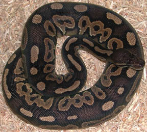 Cinnamon Ball Python