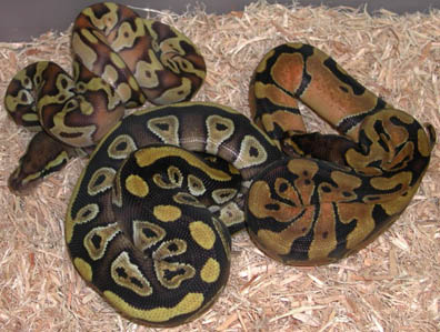 Enchi Mojave Ball Python