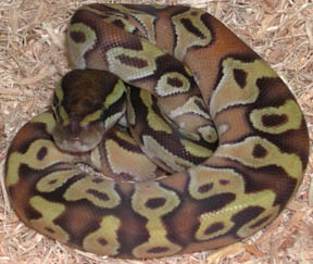 Enchi Mojave Ball Python