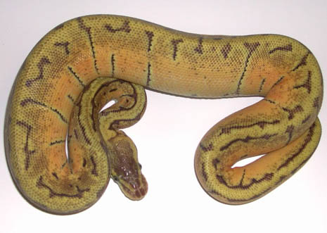 Enchi Mojave Pinstripe Ball Python