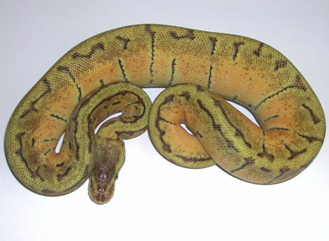 Enchi Mojave Pinstripe Ball Python