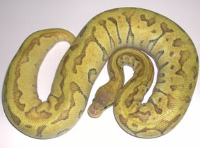 Enchi Mojave Pastel Pinstripe Ball Python