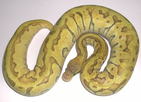 Enchi Mojave Pastel Pinstripe Ball Python