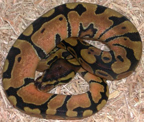 Enchi Pastel Ball Python