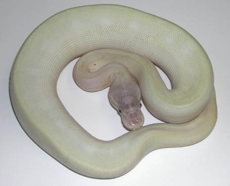 Enchi Super Mojave Ball Python