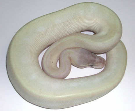 Enchi Super Mojave Ball Python