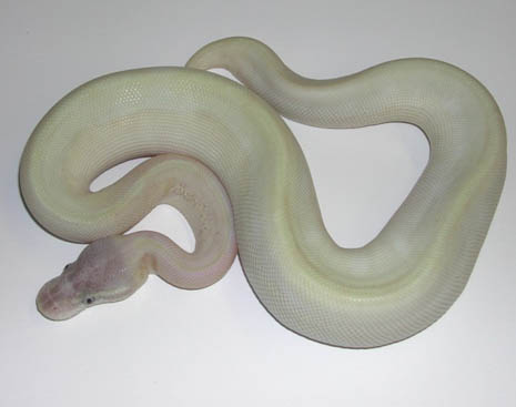 Enchi Super Mojave Ball Python