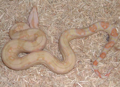 Het for Albino