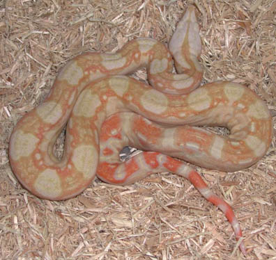 Het for Albino