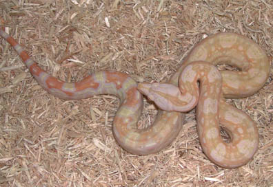 Het for Albino