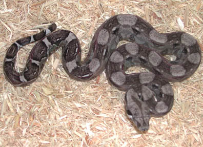 Sharp Anery 66% poss. het Albino Boa