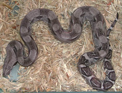 Sharp Anery 66% poss. het Albino Boa