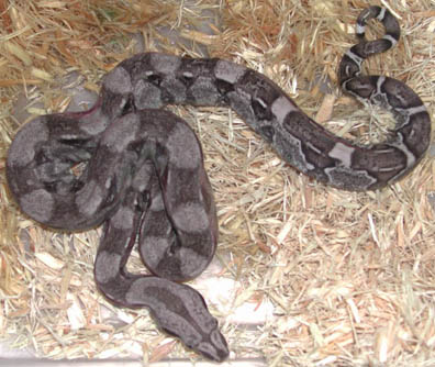 Sharp Anery 66% poss. het Albino Boa
