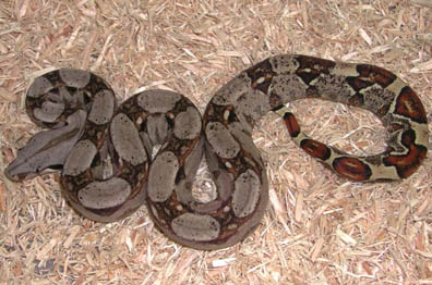 Double Het for Snow Boa