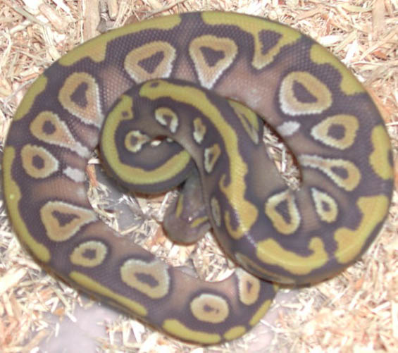 Hypo Mojave Ball Python