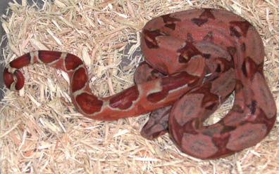 Sharp Strain Snowglow Boa