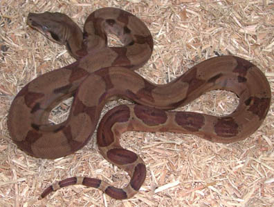 Triple het Sharp Snowglow Boa