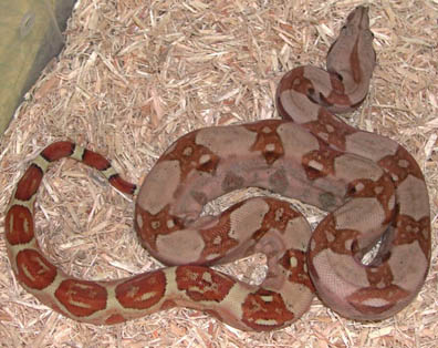 Triple het Sharp Snowglow Boa