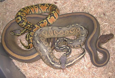 HYpo Genetic Stripe Ball Python
