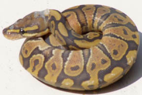 Hypomelanistic Ball Python