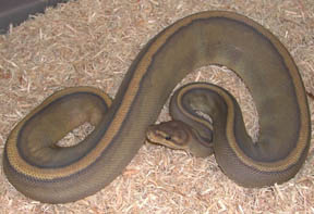 Hypo Genetic Striped Ball Python