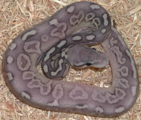 Hypo Pewter Ball Python