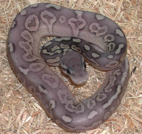 Ball Python Family Tree