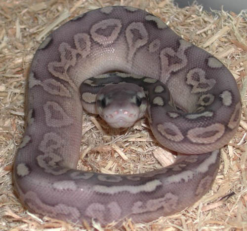 Ball Python Family Tree