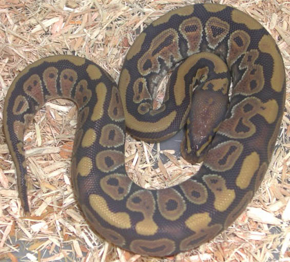 Hypo Yellow Belly Ball Python