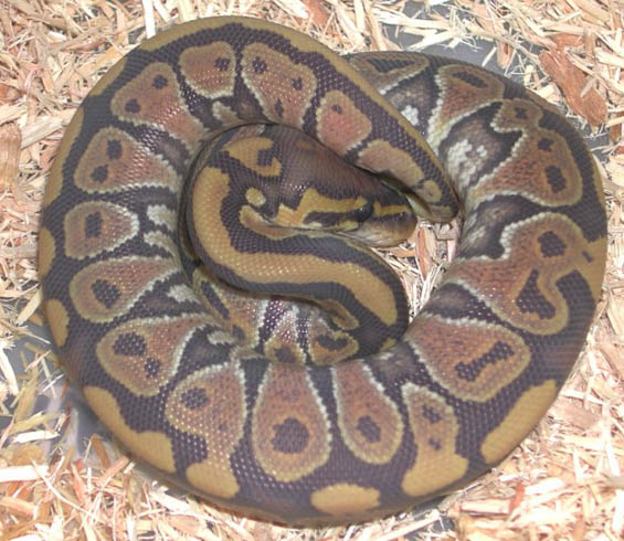 Hypo Yellow Belly Ball Python