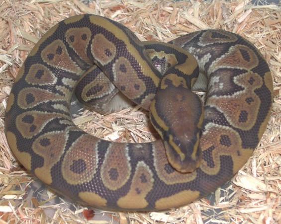 Hypo Yellow Belly Ball Python