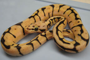 Killer Wannabee Ball Python