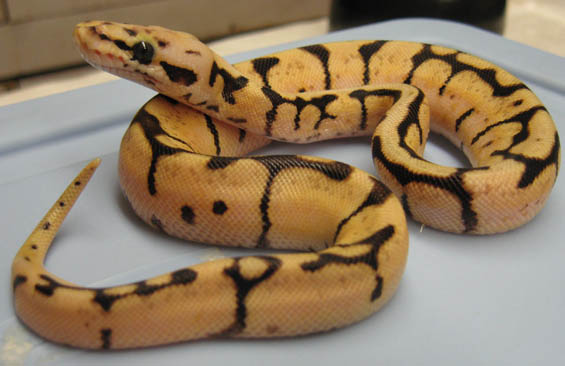 Killer wannabee Ball Python