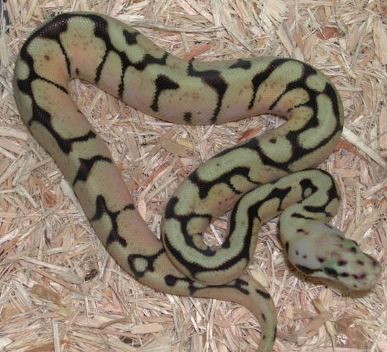 Killer wannabee Ball Python