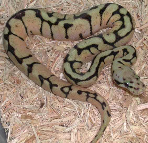Killer wannabee Ball Python