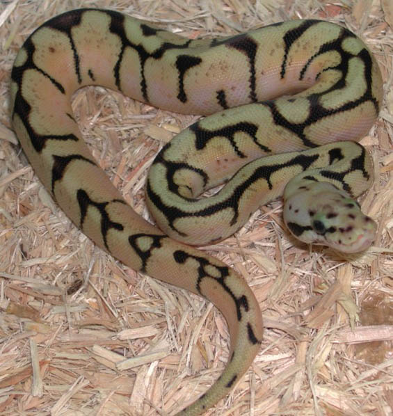 Killer wannabee Ball Python
