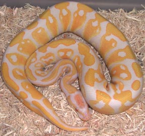 Lavender Albino Ball Python