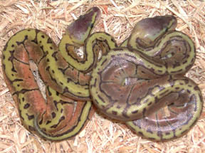 Lemon Blast Ball Python