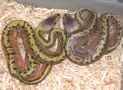 Lemon Blast Ball Python